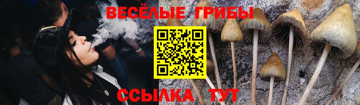 Галлюциногенные грибы MAGIC MUSHROOMS  Псилоцибиновые грибы прущие грибы  Кириши  Вход с VPN 